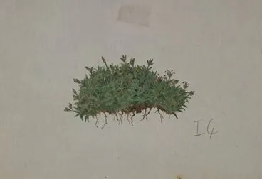 Image: Poaceae - Poa pygmaea