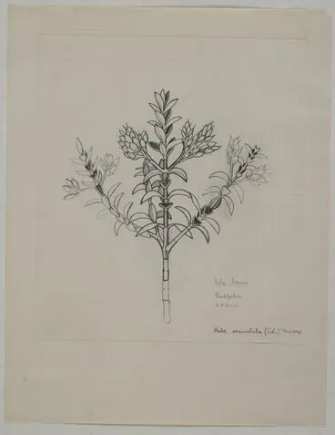 Image: Scrophulariaceae - Hebe venustula