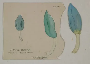 Image: Strigulaceae - Strigula novae-zelandiae, S. Superbum and S. ?