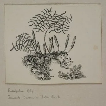 Image: Glechinia, Lycopodium, lichens and moss