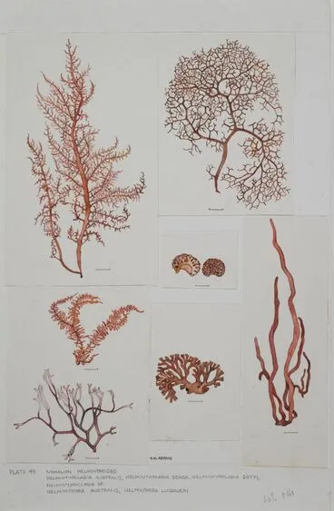 Image: Red seaweeds - Plate 49 - Nemalion, Helminthocladia, Helminthora