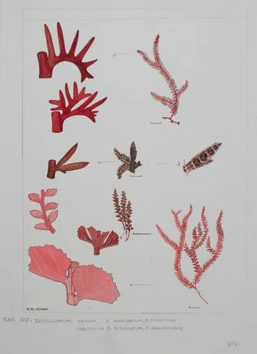 Image: Red Seaweeds - Plate 107 - Dasyclonium