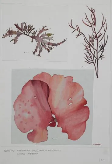 Image: Red seaweed - Halymeniaceae - Grateloupia urvilleana, G. aucklandica and Aeodes nitidissima