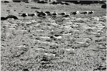 Image: Birds, Chatham Islands