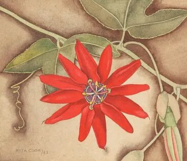 Image: Passionflower