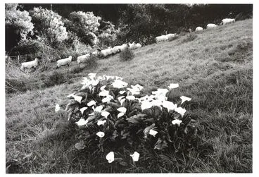 Image: Sheep and lilies of the field, Jerusalem, 1981