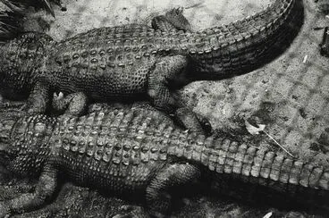 Image: Alligators