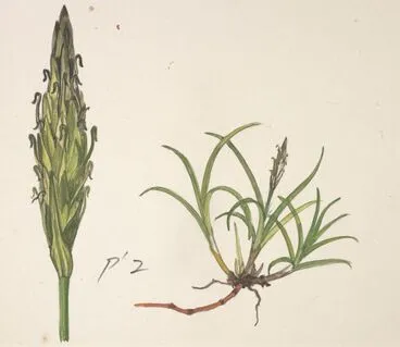 Image: Cyperaceae - Uncinia viridis