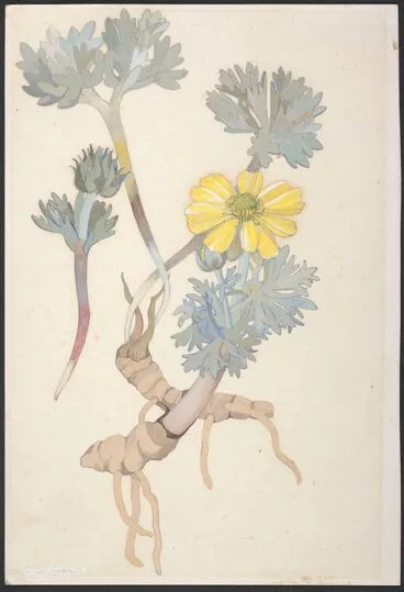 Image: Ranunculaceae - unnamed specimen