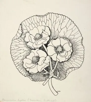 Image: Ranunculaceae - Runuculus lyalli