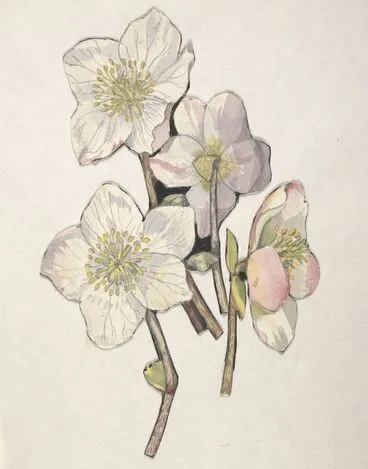 Image: Ranunculaceae - Helleborus niger