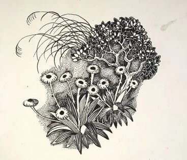 Image: Asteraceae - Celmisia coriacea