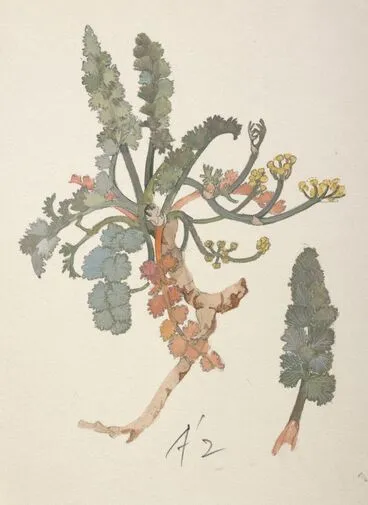 Image: Apiaceae - Gingidia enysii