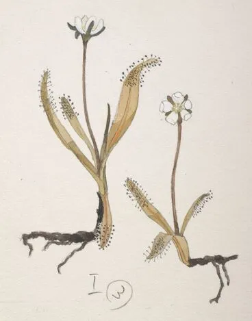 Image: Droseraceae - Drosera arcturi