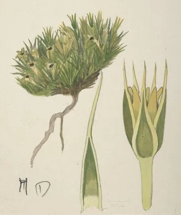 Image: Caryophyllaceae - Colobanthus acicularis