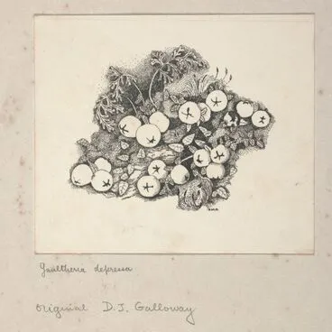 Image: Ericaceae - Gaultheria depressa