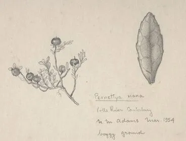 Image: Ericaceae - Pernettya nana