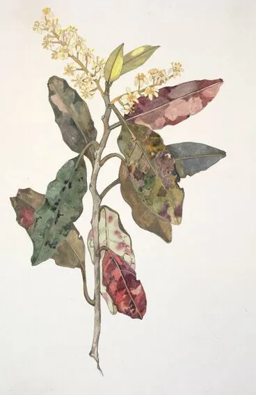 Image: Grossulariaceae - Quintinia acutifolia