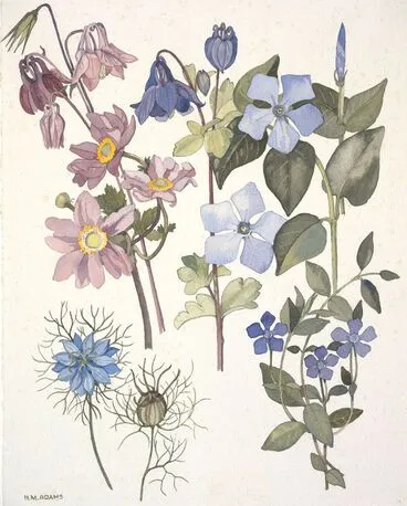 Image: Ranunculaceae - Anemone ×hybrida, Aquilegia vulgaris and Nigella damascena; Apocynaceae - Vinca major and V. minor.