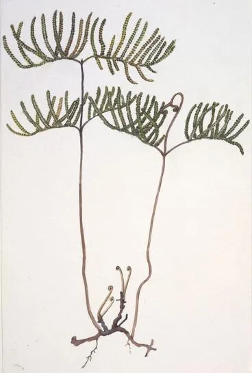 Image: Gleicheniaceae - Gleichenia dicarpa
