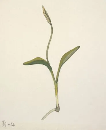 Image: Ophioglossaceae - Ophioglossum coriaceum