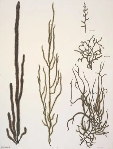 Image: Chordariaceae - Chordaria cladosiphon, Papenfussiella lutea, Myriogloea intestinalis, Tinocladia nova-zelandiae; Spermatochnaceae - Nemacystis novae-zelandiae