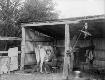 Image: Milking a house cow