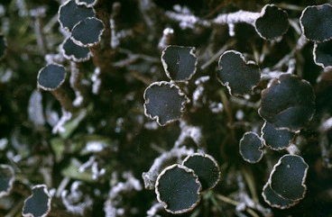 Image: Photograph of a lichen (Argopsis megalaspora), Campbell Island