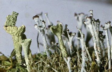 Image: Photograph of a lichen (Cladonia species), Campbell Island