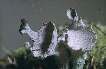 Image: Photograph of a lichen (Cladia species), Campbell Island