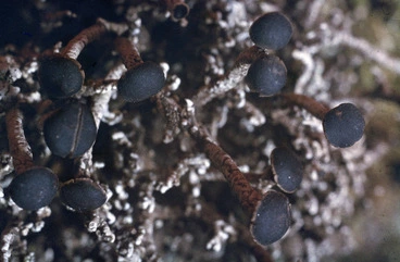 Image: Photograph of a lichen (Cladia species), Campbell Island