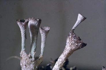 Image: Photograph of a lichen (Cladonia species), Campbell Island