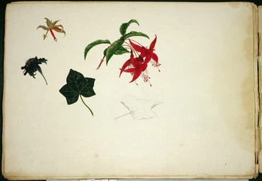 Image: Backhouse, John Philemon 1845-1908 :[Botanical studies. ca 1871].