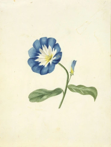 Image: [Hetley, Georgina Burne] 1832?-1898 :[Convolvulus, Madeira, ca 1889?]