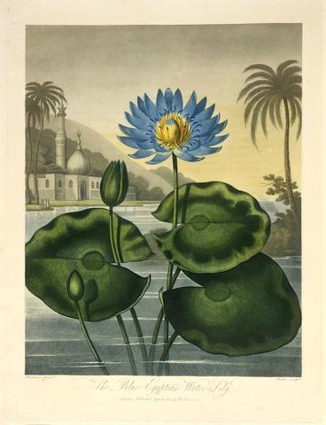 Image: Henderson, fl 1800 :The blue Egyptian water-lily. Henderson pinx.t Stadler sculp.t. London, Published Sept.r 11 1804 by Dr Thornton.