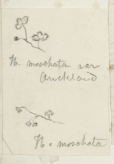 Image: [Buchanan, John], 1819-1898 :N. moschata. N. moschata var Auckland. [ca 1856-1890]