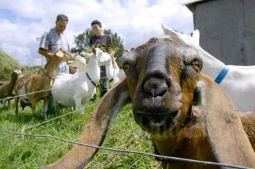 Image: Goat farm
