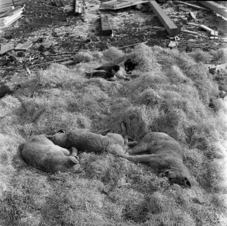 Image: Husky Pups at Scott Base