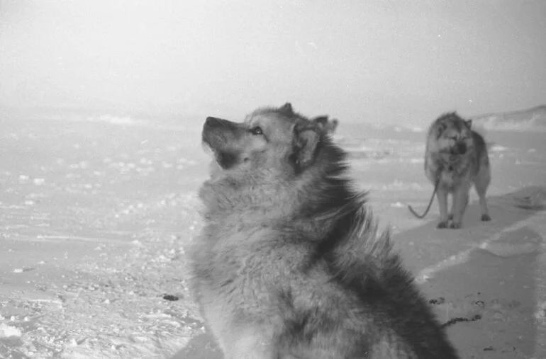 Image: Dogs