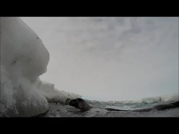 Image: Curious seal investigates underwater camera