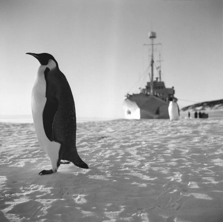 Image: Emperor penguins investigate the HMNZS Endeavour