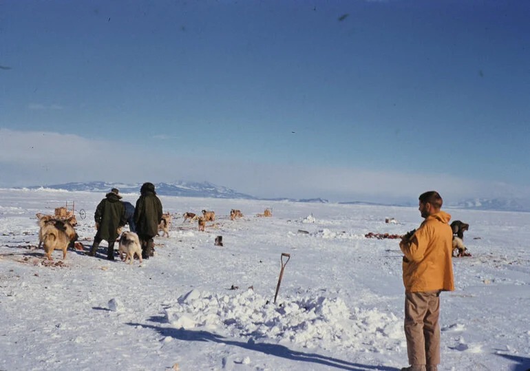 Image: Feeding Huskies at Scott Base