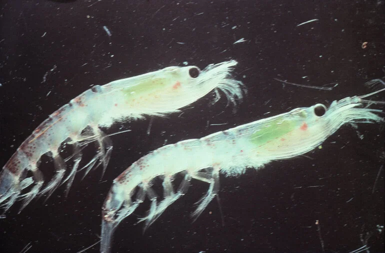 Image: Krill