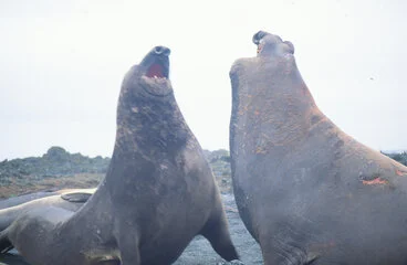 Image: Elephant Seals