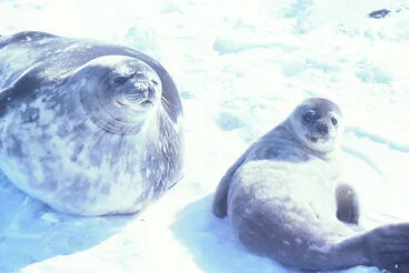 Image: Weddell Seal and Pup