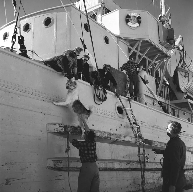 Image: Unloading the dogs from HMNZS 'Endeavour' preparatory to a reconnaissance of Butter Point area