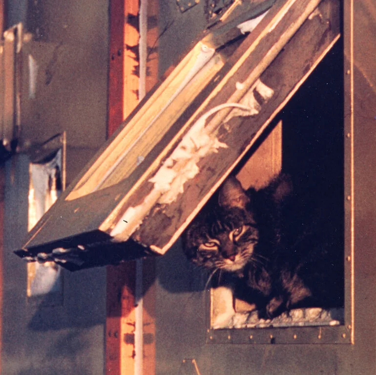 Image: Iggy the Cat - 1959 Winter Over Crew