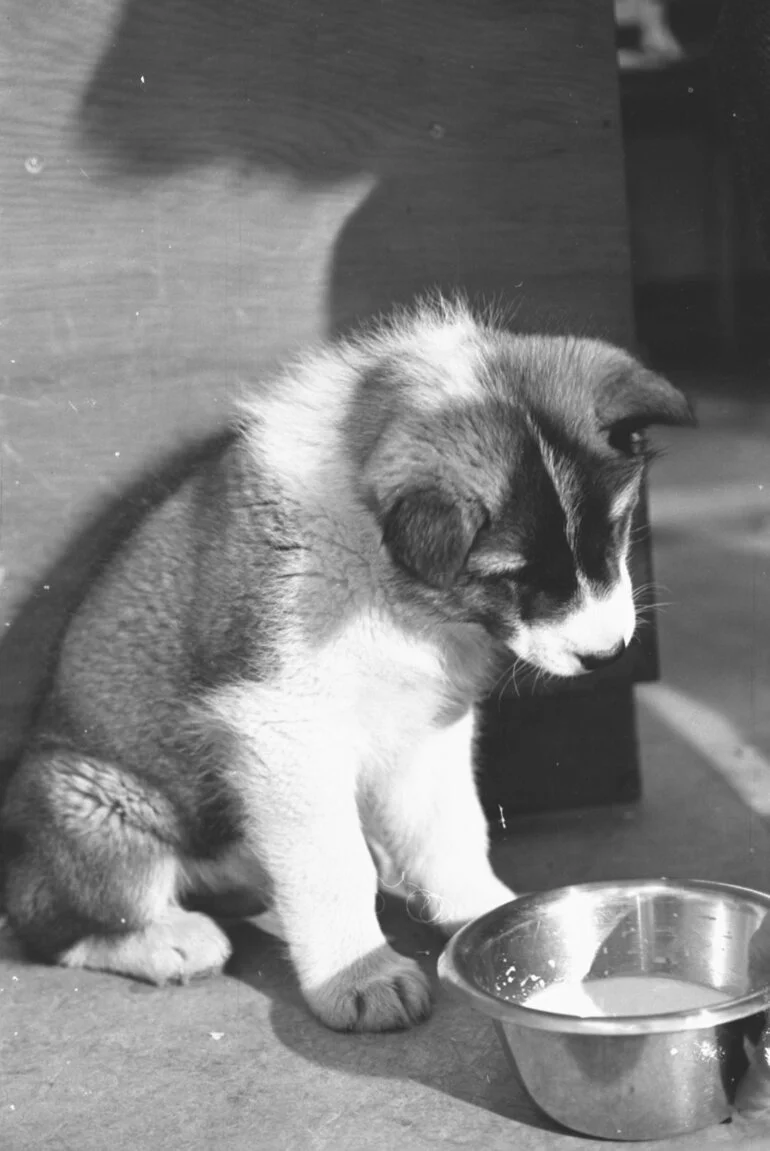 Image: Puppy breakfast