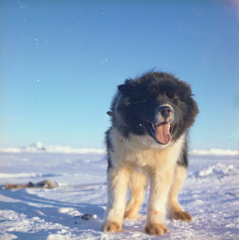 Image: Husky