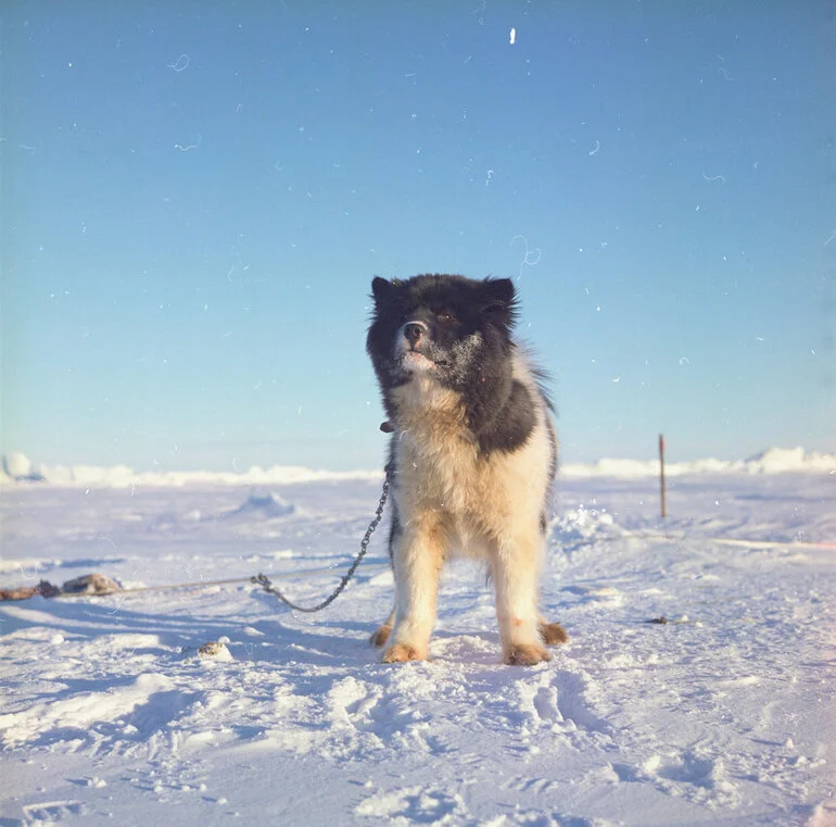 Image: Husky